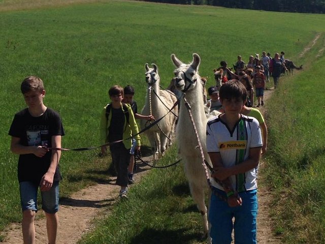Lama 03