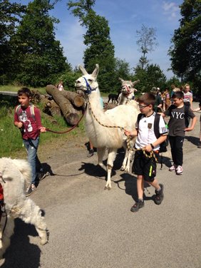 Lama 01